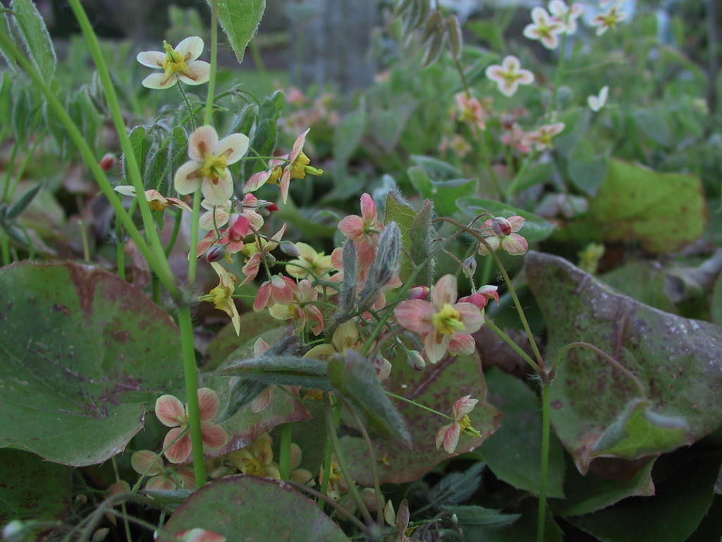 Epimedium warleyense Orangekoenigin 04.JPG